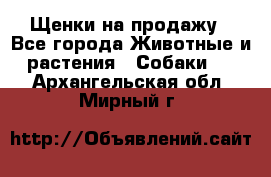 Щенки на продажу - Все города Животные и растения » Собаки   . Архангельская обл.,Мирный г.